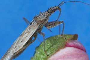 New free online course about insects in the garden