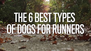 Nothing like a running partner that is always ready to go when you are. 🐶 Find the pooch that fits your running lifestyle, and read more here: http://bit.ly/2A0EGAN | Runner's World