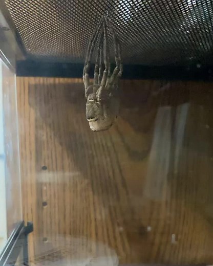 Lil Baby's Molting Process: From Moot to Mama