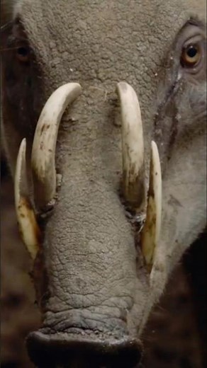 The Pig With Tusks That Can Kill Itself 😱 | Babirusa Explained #wildlife
