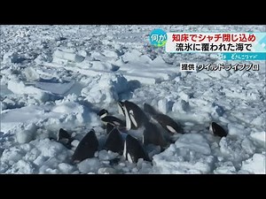 シャチ数頭が流氷に閉じ込め 岸からも姿確認 北海道自然
