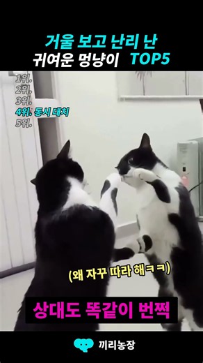 거울 보고 난리난 귀여운 멍냥이 TOP5
