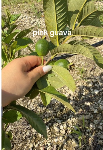 Baby Pink Guava Trees: Excited Farmer Tour