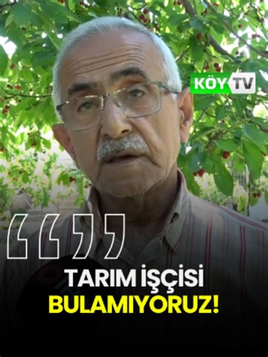 Tarım İşçisi Bulamıyoruz! Malatya'nın coğrafi işaret tescilli dalbastı kirazında hasat başladı. 🍒 Kilogramı 70 ile 120 TL arasında alıcı bulan aromasıyla ünlü kiraza yoğun talep var. Ancak üreticiler, günlük 3 bin TL yevmiyeye rağmen çalışacak işçi bulamadıklarını belirtiyor. Bir yandan da bahçelerde yaygınlaşan kök kurdu zararlısı üreticiyi zor durumda bırakıyor. Sizce tarımda işçi sorunu nasıl çözülmeli? Yorumlarda buluşalım. #köy #tarım #ziraat #çiftçi #ekonomi