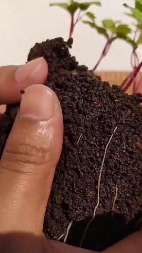 Cómo cultivar uvas en casa: Guía completa de siembra