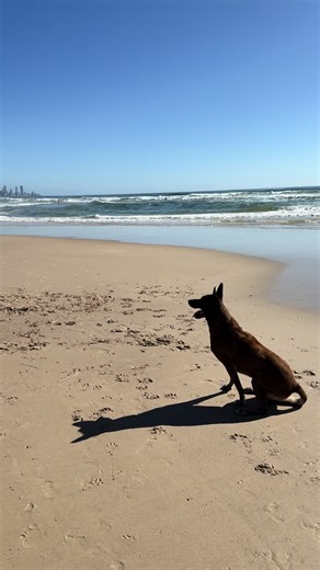 Dog Training Tips from a Special Forces Trainer