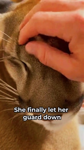 I found this mother cougar fighting for her life. After months of care, letting her and her cub go was the hardest thing I’ve ever done. I thought I’d never see them again... but 6 months later, nature gave me the most incredible surprise. Proof that animals never forget kindness. 🐆🙏 #AnimalRescue #Heartwarming #Wildlife #Cougar #FaithInHumanity #Nature #AmazingReunion #ViralVideo | WilderBond