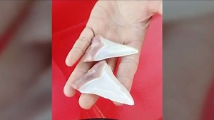 ‘Enormous’ great white shark sank teeth into kayak