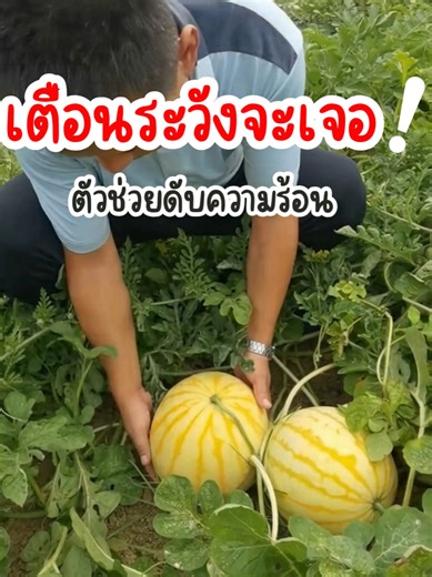 แตงโมเปลือกเหลือง หวานฉ่ำ สีสวย แปลกตาไม่เหมือนใคร! เนื้อด้านในสีแดงสด กรอบ อร่อย น้ำเยอะ กินแล้วสดชื่นสุดๆ ใครยังไม่เคยลอง ต้องจัดแล้วนะ! ของดีที่ทั้งอร่อยและถ่ายรูปขึ้นมาก #แตงโมสีเหลือง #แตงโม ##ปลูกผลไม้ #สวน #ฟีด
