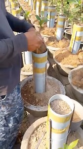 136K views · 7.5K reactions | Process of creating bonsai with exposed roots 華Join @BonsaiSociety for more techniques #bonsai #bonsaitechniques #bonsaitutorial #learnbonsai #makebonsai #bonsaisociety #bonsaistyle #bonsaiart #plantsplantsplants #plantaddict #plantnerd #plantaholic | Bonsai Society | Facebook