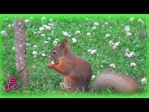 Cat chasing a squirrel (the whole story)