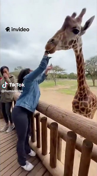 Giraffe this video was created @invideo • Your Power to Play