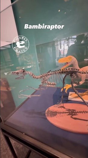 Bambiraptor on Display at The Science Museum of Minnesota