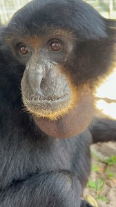 478K views · 4.8K reactions | Sounds of siamangs.. #siamang #ape #primate #animals #sanctuary #notpets #toocute #siamangsounds | Animal Preservation & Education Sanctuary - A.P.E.S | Facebook
