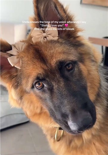 Sweet Moments with Stella the German Shepherd