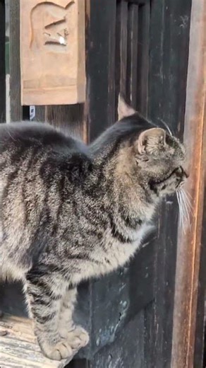 たけはら町並み保存地区 竹原市R8/3/8