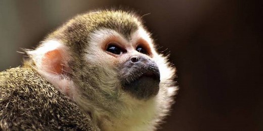 Macaco-Prego: Características, Nome Científico, Habitat e Fotos - Mundo Ecologia