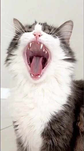 The Biggest Yawn You'll Ever See! 😂 Cute Cat Yawning in Slow Motion