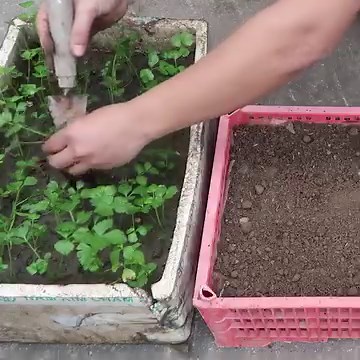 269K views · 6.5K reactions | Effortless Balcony Gardening - Growing Celery and Peanuts in Plastic Containers | Great DIY Idea | Facebook