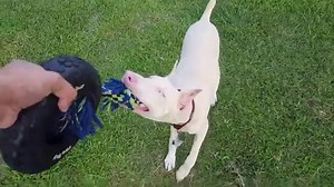 Dóberman: comportamiento, características, educación | Razas de perros