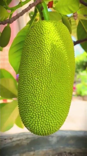 The process of harvesting large jackfruit #shorts