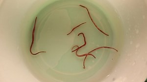 지렁이가 물에서 헤엄치고 있다. 레드 웜 스톡 동영상 비디오(100% 로열티 프리) 1097166011 | Shutterstock