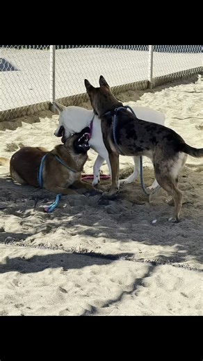 Hitchcock Road Animal Services on Instagram: "It’s Always a Good Time with Rin (A237973), Sunny (A235012)and Iris (A237795)!! These three are all under 1 year old, playful, energetic, smart and eager to please their person. All three have been here awhile and we would like help sharing them. We have answered the question are they dog friendly!!! YES! They will need all other types of training including basic commands and house/potty training but we all gotta get trained at some point so let’s do