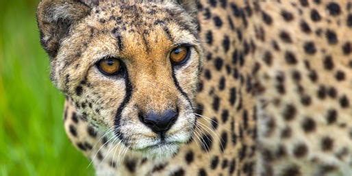 Can You Name This Spotted Animal?