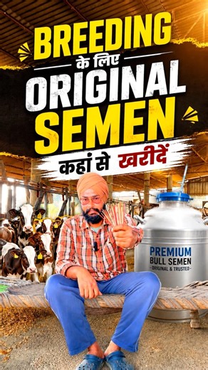 ब्रीडिंग के लिए सिमेन कहाँ से खरीदे? How to identify original sexed semen for dairy farm ।#shorts