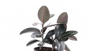Watch Live Rubber Tree Indoor Ficus Burgundy Low Maintenance Plant on Amazon Live