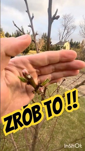 Peach trees not producing fruit? This spring bug is ruining your crop! Check before it's too late!