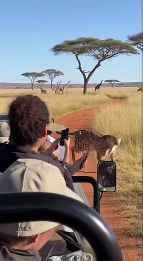 Terrifying Cheetah Attack on Safari Tourists in South Africa Caught on Camera