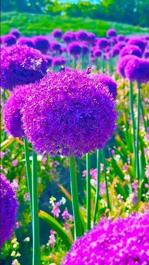 Purple Flower Paradise 💜 | Relaxing Nature Garden 4K | Peaceful Spring Flowers