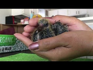 Baby Pigeon Squeaking | Sound | Enjoying