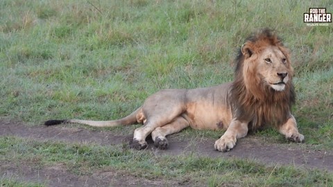 Roaring Lion Joins His Family In Stunning Moment