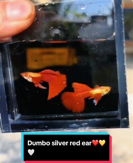 Dumbo Silver Red Ear Guppy Care Guide