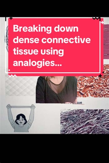 Dense connective tissue is the powerhouse of structure and support in your body! 💪 In this video, I’ll use fun analogies to explain the three types: \t•\tDense Regular: Think of a neatly bundled rope, perfect for tendons and ligaments. 🪢 \t•\tDense Irregular: Like a messy stack of papers, providing strength in multiple directions. 📄 \t•\tElastic: Imagine a stretchy rubber band, allowing flexibility in places like arteries. 🧵 Ready to make sense of dense connective tissue? Let’s dive in! 🧠✨ 