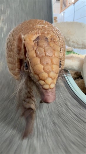 6.2K views · 167 reactions | Can you believe Artie the Armadillo ran...