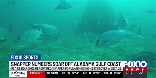 Red Snapper numbers soar off Alabama Gulf Coast