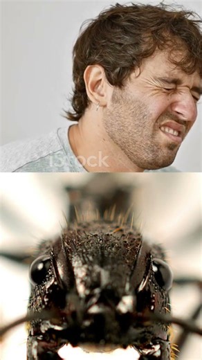 The Most Painful Insect Sting on Earth 😱