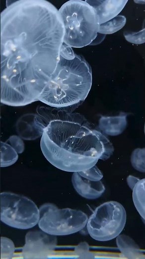Rest With Nature #wildlife #jellyfish