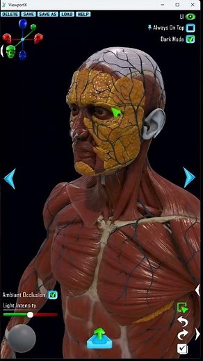 Free Anatomy Reference Tool for Blender and Zbrush Sculptors #blender #zbrush #3dsculpting