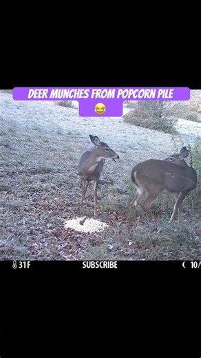 Deer Munches from Popcorn Pile 😂 #trailcamera