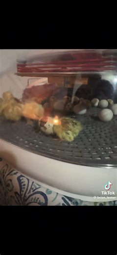Django baby Chick. Egg shell on his head. #funny