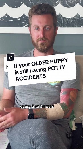 Effective Puppy Potty Training Schedule for Quick Results