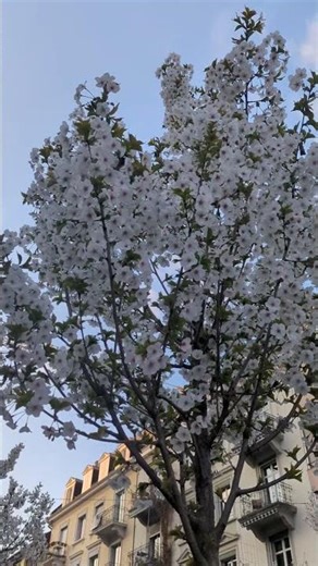 White Cherry Blossoms in Zürich: Spring Cityscape