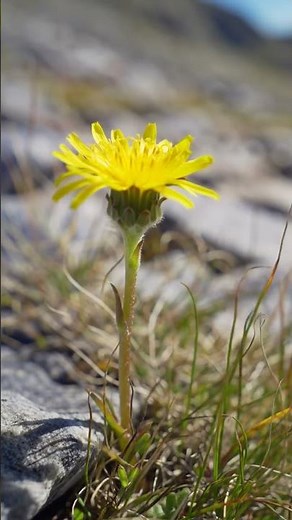 Timelapse - Snowdonia Hawkweed #flowers #nature #relaxingmusic #hibiscus #ai #naturephotography