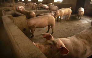 Why China is putting pigs in luxurious 13-storey 'hog hotels'