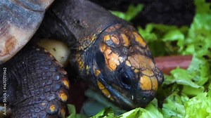Close up of a land turtle head eating lettuce