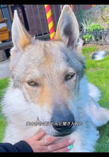 動物救助の感動ストーリー